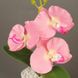 Декоративная композиция-вазон Орхидеи (4413) фото 2 из 3